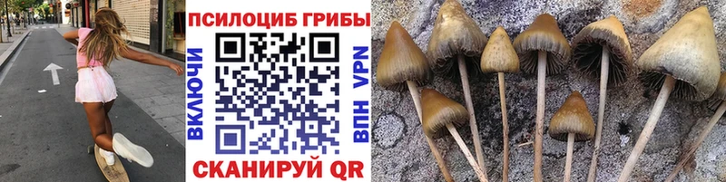 где купить наркотик  Ижевск  нарко площадка телеграм  Псилоцибиновые грибы Psilocybine cubensis 